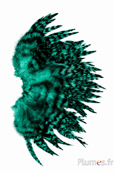 Hahn Chinchilla - 9-13 cm - jade